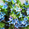 10 TWEEDIA BLUE MILKWEED Southern Star of Argentine Tweedia Caerulea syn. Oxypetalum Flower Vine Seeds