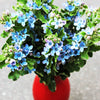 10 TWEEDIA BLUE MILKWEED Southern Star of Argentine Tweedia Caerulea syn. Oxypetalum Flower Vine Seeds