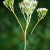 50 GREAT INDIAN PLANTAIN Cacalia Muhlenbergii White Flower Seeds