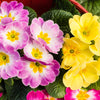 50 MIXED ENGLISH PRIMROSE Primula Vulgaris Acaulis Shade Houseplant Flower Seeds