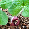 25 WILD GINGER Asarum Canadense Canadian Heart Snakeroot Flower Herb Seeds