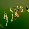 Northern Sea Oats Seeds – Grass Inland Chasmanthium – photo 8
