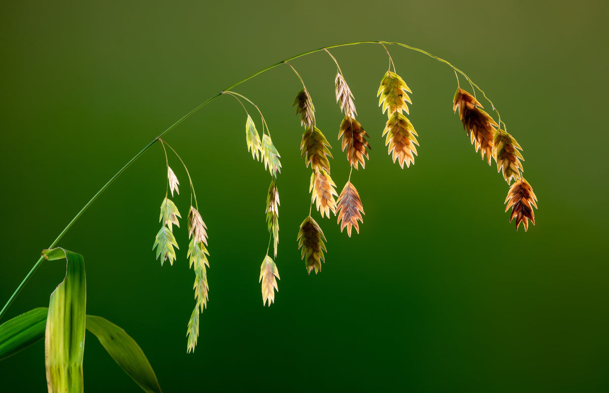 Northern Sea Oats Seeds – Grass Inland Chasmanthium – photo 8