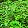 20 PURPLE FLOWERING RASPBERRY Thornless Edible Rubus Odoratus Fruit Berry Seeds
