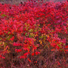 30 FLAMELEAF SUMAC TREE Shining Dwarf Winged Rhus Schmaltzia Copallina Seeds