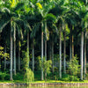 10 Florida ROYAL PALM Roystonea Regia Tree Houseplant Seeds