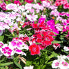 500 MIXED CHINESE PINKS China Rainbow Pink Dianthus Chinensis Bicolor Flower Seeds