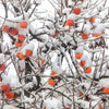 10 ITALIAN PERSIMMON TREE Dateplum Date Plum Fruit Diospyros Lotus Seeds