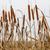 50 CATTAILS Cat Tails Typha Latifolia Water Pond Grass Flower Seeds