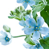 10 TWEEDIA BLUE MILKWEED Southern Star of Argentine Tweedia Caerulea syn. Oxypetalum Flower Vine Seeds