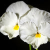 50 WHITE PANSY Clear Crystals Violet Viola Wittrockiana Flower Seeds