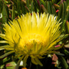 100 Gelato YELLOW ICE PLANT Mesembryanthemum Daisy Livingstone Succulent Flower Seeds