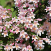 10 BEAUTY BUSH SHRUB Beautybush Kolkwitzia Amabilis Pink & White Flower Red Berry Seeds