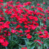 100 RED CARDINAL DIANTHUS Deltoides Flower Seeds