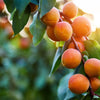 5 MANCHURIAN APRICOT Fruit Tree Flowering Prunus Mandshurica Seeds
