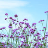 150 BUENOS AIRES VERBENA Brazilian Purple Bonariensis Patagonica Flower Seeds