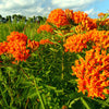 30 ORANGE BUTTERFLY MILKWEED Asclepias Tuberosa Flower Seeds