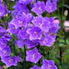 500 TELHAM BEAUTY BELLFLOWER Blue Peach Leaved Campanula Persicifolia Flower Seeds
