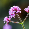 250 COMMON VERVAIN Verbena Officinalis European Herb Pink Purple Flower Seeds