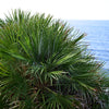 5 GREEN SAW PALMETTO Serenoa Repens American Dwarf Palm Tree Shrub Edible Fruit Sun or Shade Seeds