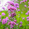 250 COMMON VERVAIN Verbena Officinalis European Herb Pink Purple Flower Seeds