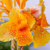 5 YELLOW CANNA LILY Indian Shot Canna Indica Flower Seeds