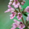 100 Pink CHINESE MOTHERWORT Leonurus Japonicus Siberian Honey Herb Flower Seeds