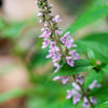 100 Pink CHINESE MOTHERWORT Leonurus Japonicus Siberian Honey Herb Flower Seeds
