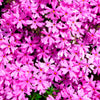 20 PRAIRIE PHLOX Pilosa Mixed Colors Pink Purple White Native Flower Seeds