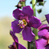 50 VIOLETTA VERBASCUM Phoeniceum Purple Mullein Nectar Flower Seeds