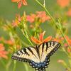 10 FRECKLEFACE BLACKBERRY LILY (Leopard Lily) Belamcanda Chinensis Iris Domestica Flower Seeds
