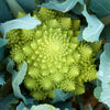 500 ROMANESCO BROCCOLI Broccoflower Roman Cauliflower Pyramid Broccolo Brassica Oleracea Vegetable Seeds