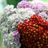 500 MIXED SUMMER YARROW Achillea Millefolium Red Pink White Gold Peach Herb Flower Seeds