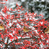 50 WINTERBERRY Holly Ilex Verticillata - Candian Holly  / Fever Bush / Black Alder Tree Shrub Red Berry White Flower Seeds