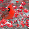 50 WINTERBERRY Holly Ilex Verticillata - Candian Holly  / Fever Bush / Black Alder Tree Shrub Red Berry White Flower Seeds