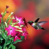 Heirloom Mixed Colors Nicotiana Seeds – (Ornamental Flowering Tobacco) Nicotiana Alata Flower – photo 6