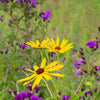 100 MISSOURI IRONWEED Monarch Flower Native Purple Vernonia Missurica Seeds