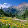 15 MOUNTAIN ARNICA Montana Wolf's Bane Yellow Flower Herb Seeds