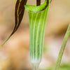 5 JACK IN THE PULPIT Arisaema Triphyllum Native Shade Flower Seeds