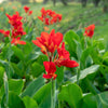 5 RED CANNA LILY Indian Shot Canna Indica Flower Seeds