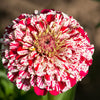 150 CANDY STRIPE ZINNIA Mix Elegans Flower Seeds Mixed Colors with Red Stripes
