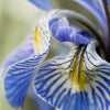 50 MISSOURI IRIS Missouriensis Rocky Mountain Blue Purple Yellow Flower Seeds