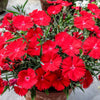 100 RED CARDINAL DIANTHUS Deltoides Flower Seeds