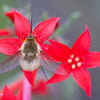 200 STANDING CYPRESS (Scarlet Gilia) Ipomopsis Rubra Flower Seeds