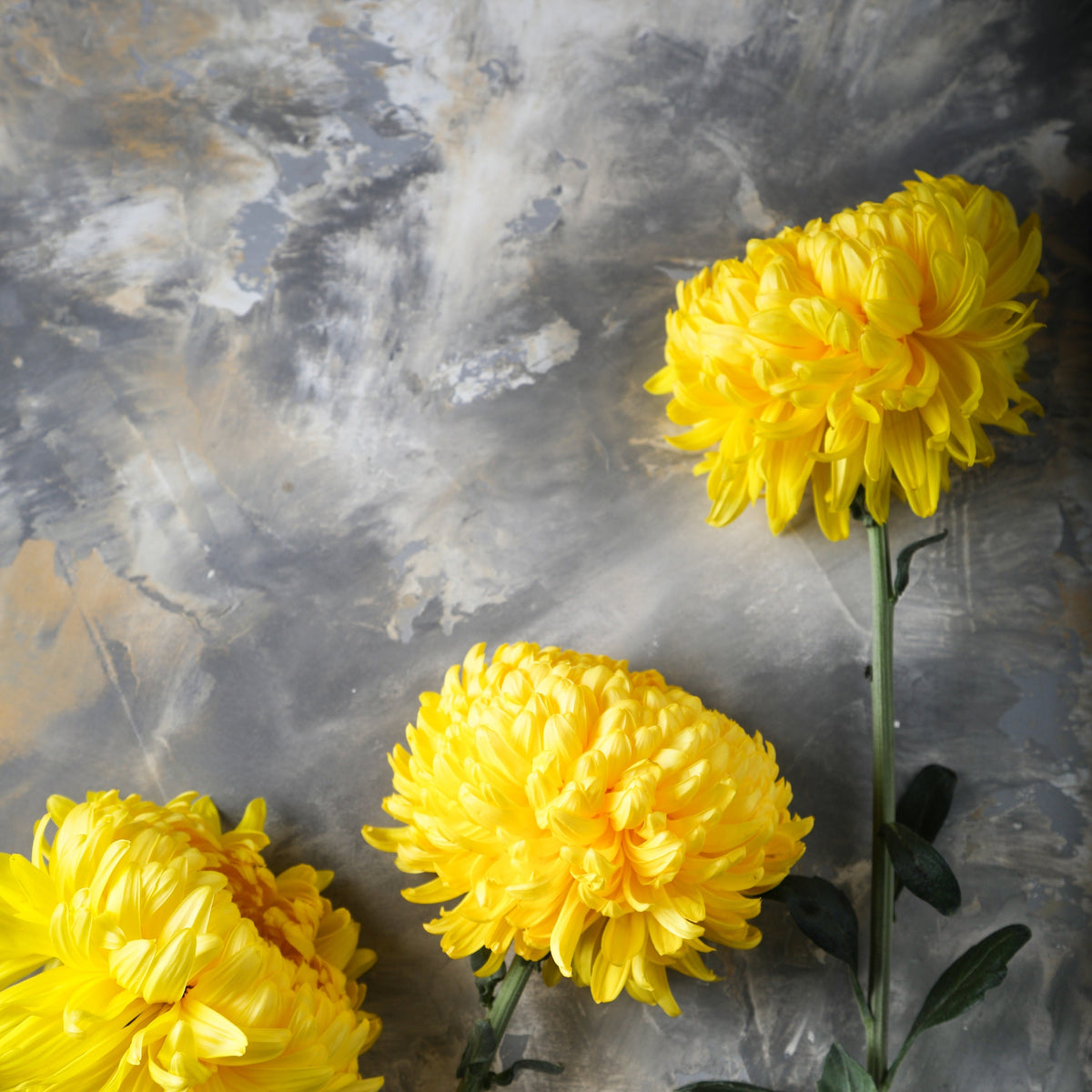 Double Yellow Paeony Aster Seeds – Peony Callistephus Flower – photo 2