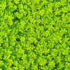 2000 MICROCLOVER Dwarf Miniature Trifolium Repens White Flower Clover Lawn Seeds