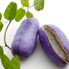 Chocolate Vine Seeds – Edible Fruit Akebia Trifoliata Flower Ornamental Climber – photo 2