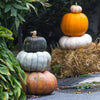15 JARRAHDALE GREEN PUMPKIN Jarradale Blue Grey Cucurbita Maxima Vegetable Seeds