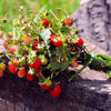 Vesca Baron Strawberry Seeds – Solemacher Berry Fragari Fruit