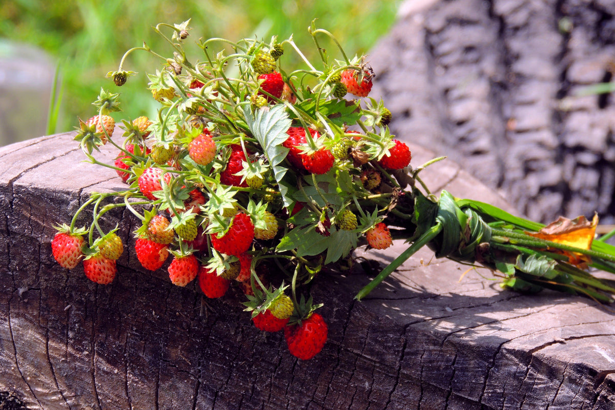 Vesca Baron Strawberry Seeds – Solemacher Berry Fragari Fruit